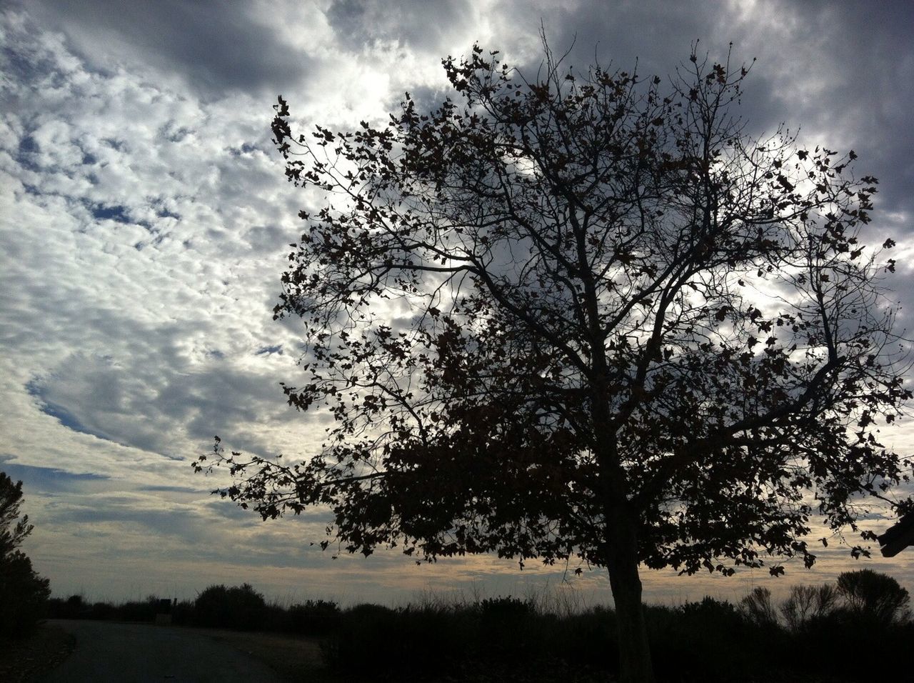 tree, sky, tranquility, tranquil scene, cloud - sky, branch, silhouette, beauty in nature, nature, scenics, landscape, growth, cloud, cloudy, field, bare tree, low angle view, non-urban scene, single tree, no people