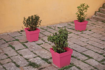 Potted plant against trees and plants