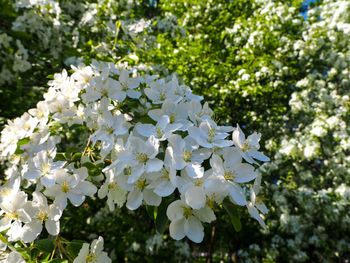Close-up of white flowering plant