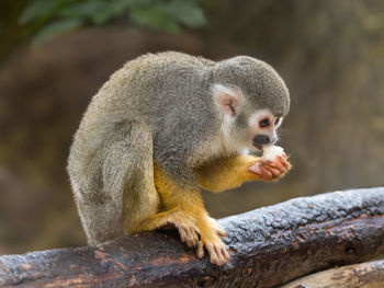 Common squirrel monkey is perching on tree branch. saimiri sciureus is eating something.