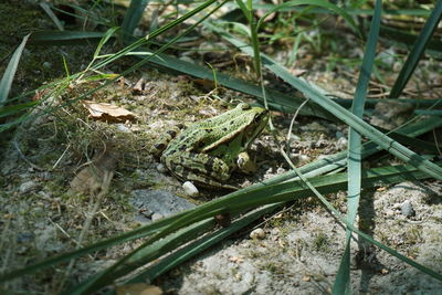 High angle view of frog on land