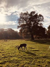 Lonely stag in cheshire