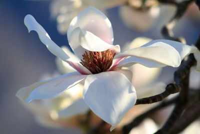 Close-up of white rose flower