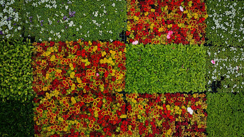 Full frame shot of red flowers