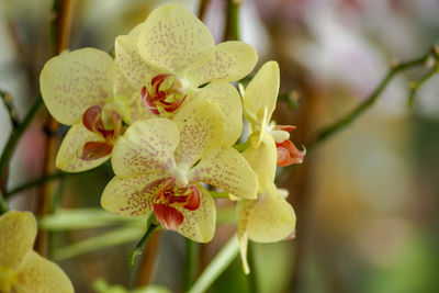 Close-up of yellow orchid