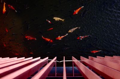 High angle view of koi carps swimming in water