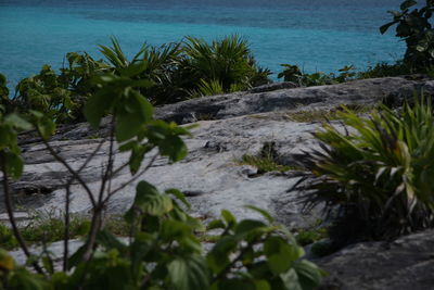 Plants growing on rocks by sea