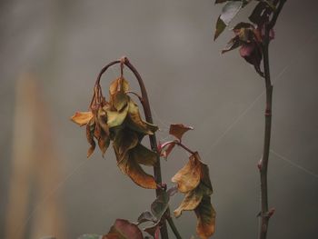 Close-up of wilted plant