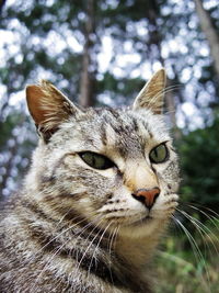 Close-up portrait of cat