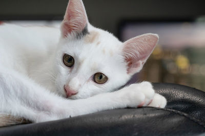 Close-up portrait of white cat resting