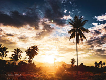 Silhouette palm trees against sky during sunset