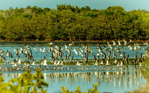 View of birds in lake