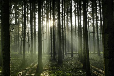 Scenic view of forest