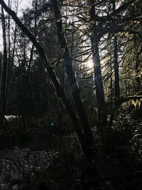 Trees in forest