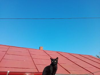 Cat looking away against blue sky