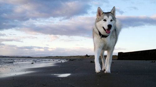 Siberian husky walking on beach against cloudy sky