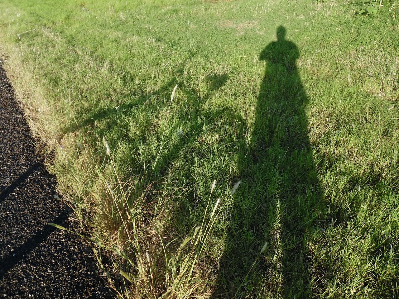 grass, field, shadow, high angle view, sunlight, grassy, growth, green color, focus on shadow, plant, nature, outdoors, day, tranquility, unrecognizable person, landscape, men