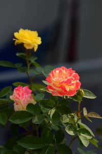 Close-up of pink roses