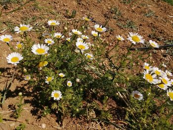 High angle view of daisies on field