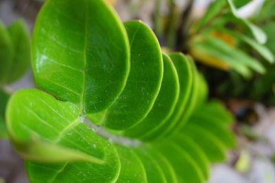 Close-up of water drops on plant