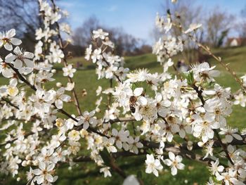 Close-up of white cherry blossoms in spring