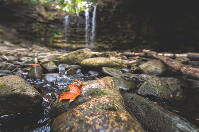 Close-up of autumn leaf on wet rock by waterfall in forest