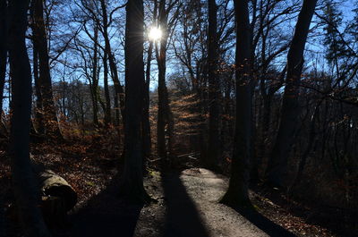 Sun shining through trees in forest