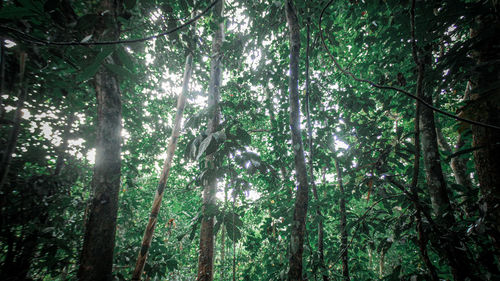 Low angle view of bamboo trees in forest