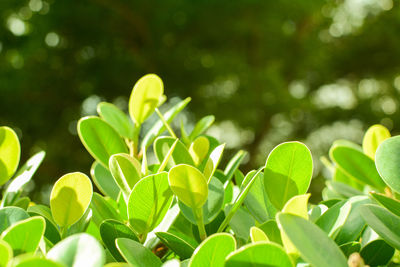 Close-up of green leaves