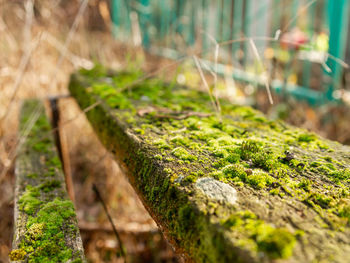 Close-up of moss growing on tree trunk