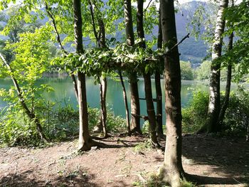 Trees growing in forest