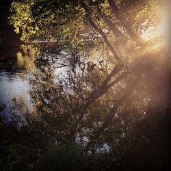 Reflection of trees in water