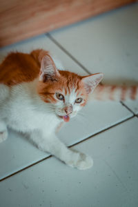 High angle view of cat on floor