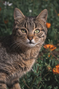 Close-up portrait of a cat