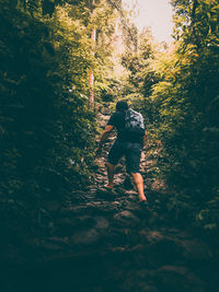 Rear view of people walking in forest