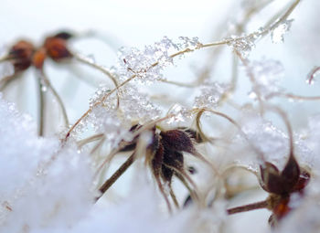 Close-up of snow on plant during winter