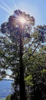 Low angle view of sunlight streaming through tree