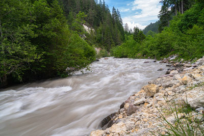 Scenic view of river amidst trees in forest