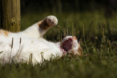 View of cat on field