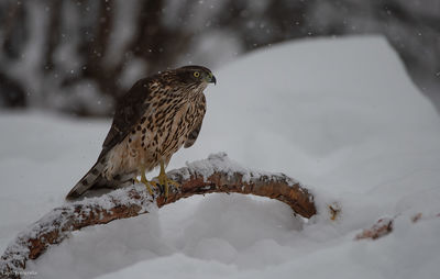 Bird perching on snow covered tree