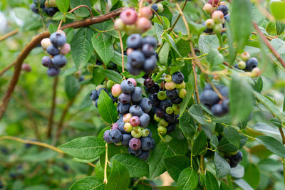 Close-up of berries growing on tree