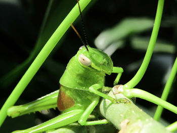 Close-up of frog on leaf