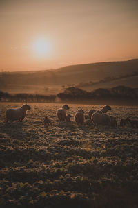 View of sheep on field during sunset