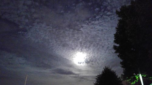 Low angle view of trees against sky