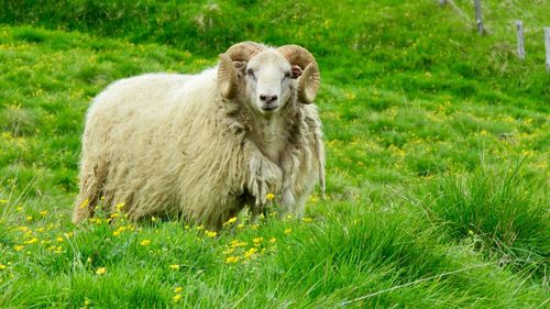 Portrait of sheep on field