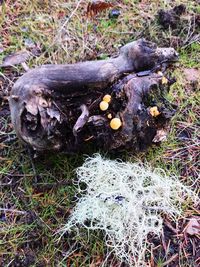 High angle view of mushroom on field