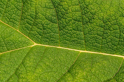 Full frame shot of green leaf