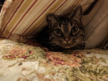 Close-up of cat lying on bed at home