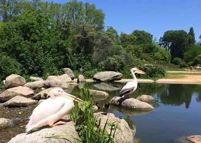 Swan perching on rock by lake