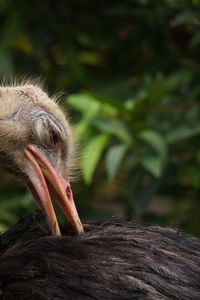 Close-up of a bird